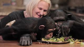 The NEW Chimp Dinner LIVE! 05.01.22