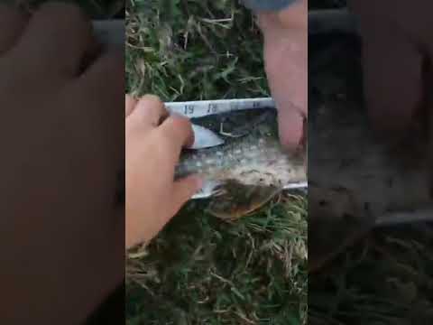 Assiniboine River Sturgis. Fishing Vacation Videos.(Jerkbait Fish)