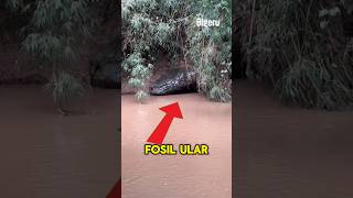 Download lagu HUGE! Giant Snake Fossil Discovered in Thailand: Is It Really a Snake God? mp3 Download lagu HUGE! Giant Snake Fossil Discovered in Thailand: Is It Really a Snake God? mp3