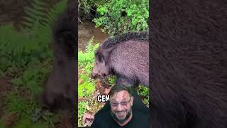 Javali é uma praga que precisa ser combatida #biologohenrique #animais #biologo #javaporco