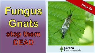 Fungus Gnat Control 🛑💣 Best Ways to Get Rid of Fungus Gnats