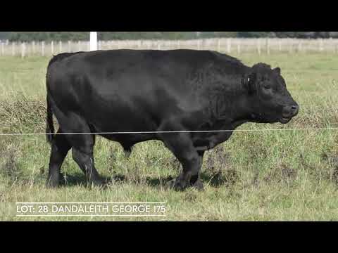 Lot 28 DANDALEITH GEORGE 175