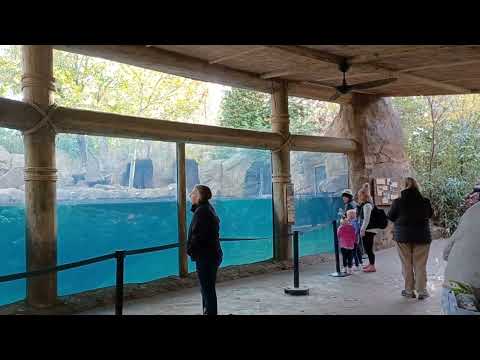 Hippo bloat at Cincinnati Zoo