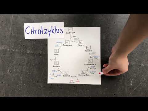 Biologie Glykolyse/Citratzyklus