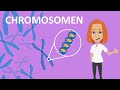 Chromosomen Funktion Aufbau Studyflix