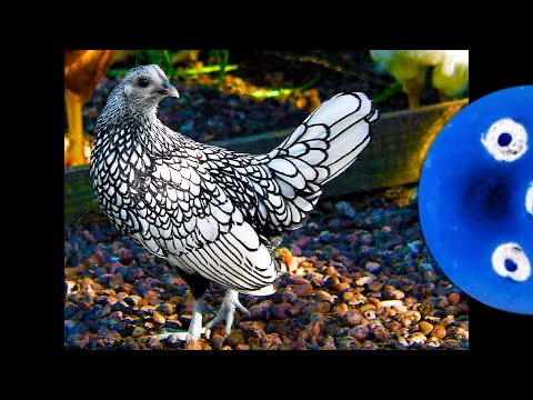 , title : 'This chicken needs to be colored in | Silver Sebright Chicken'