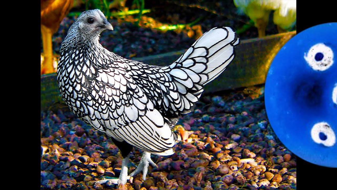 This chicken needs to be colored in | Silver Sebright Chicken