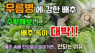 **무름병에 강한 배추 실험 결과** 수확해 보니 배추 속이 대박입니다(무름,노균,뿌리혹,석회결핍 없음) 이…