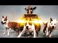 MISTER D. - Chleb 