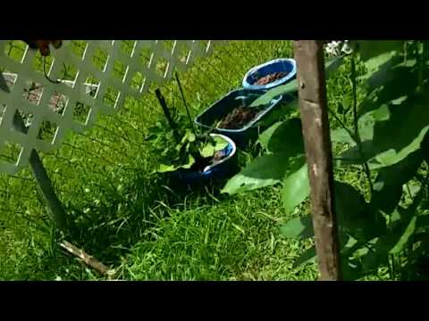 Ladybugs = Aphids = Neem oil..