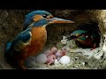 Kingfisher Chicks Hatch Dad Eager To Feed 4K Discover Wildlife Robert E Fuller