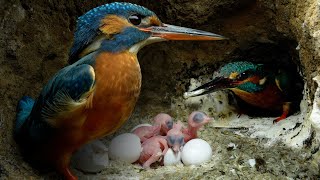 Download lagu Kingfisher Chicks Hatch & Dad Eager to Feed | 4K | Discover Wildlife | Robert E Fuller mp3 Download lagu Kingfisher Chicks Hatch & Dad Eager to Feed | 4K | Discover Wildlife | Robert E Fuller mp3