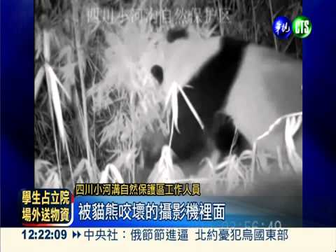 野生貓熊"互搏" 珍貴影像全都錄