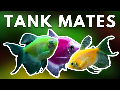 TOP 5 BEST GLOFISH TANK MATES FOR YOUR AQUARIUM