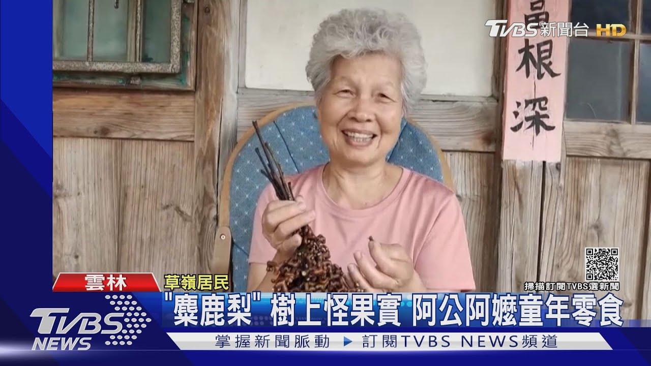 「麋鹿梨」樹上怪果實　阿公阿嬤童年零食
