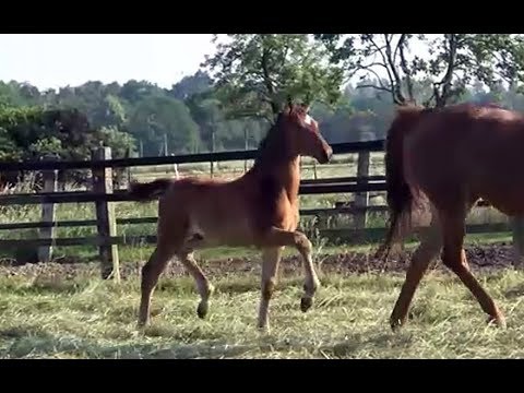 *2018 Hengstfohlen von Don Martillo - Champus