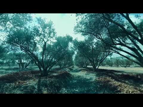 4K Poppy Meadow & Birdsong - Relaxing Nature Sounds & Video - UHD - Meditation/ Sleep/ Study/ Yoga