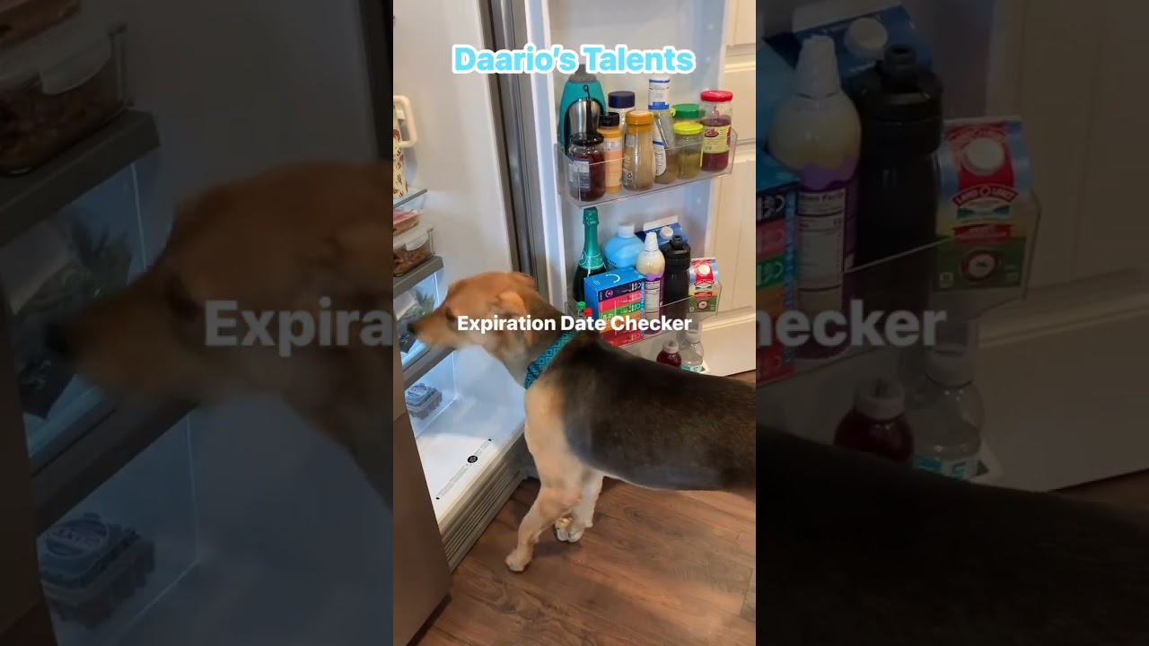 Daario, a Adoptable mixed breed in Rossville, TN video 6/6