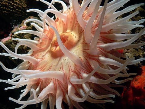 image-What is the scientific name for sea anemones?