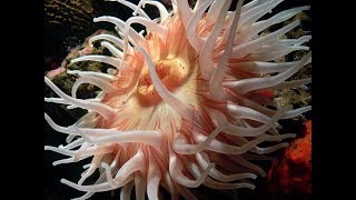 Facts: The Sea Anemone