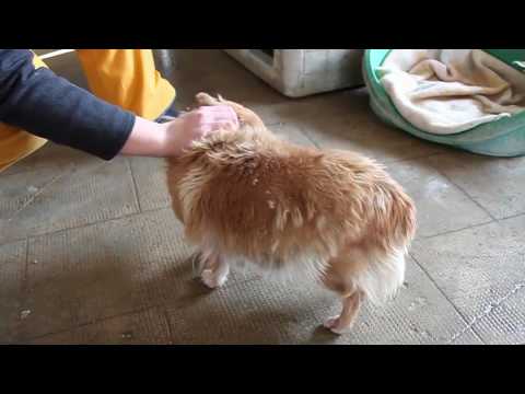 Sabina - Rifugio Fidoamico Roncade www.fidoamico.it