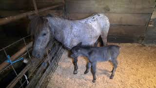 Arabian Horse Farm Experience Part 1: Newborns, Foals, a Black Stalion, Pygmy & Fainting Goats