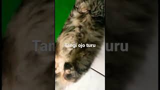 Download lagu Tangi Ojo turu #kucing #kucinglucu #kucingimut mp3