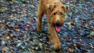 A Dog Out Looking For His Day: Charlie Dore (from the album Dark Matter)