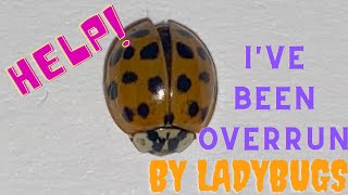 Overrun by Ladybugs #shorts