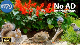 Uninterrupted TV for Cats 😻8 Hours of Birds 🐦 and Squirrels 🐿Relaxing Cat TV 4K Doves @LensMyth