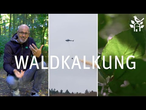 Waldkalkung und die Folgen für das Ökosystem WALD - Peter Wohlleben erklärt