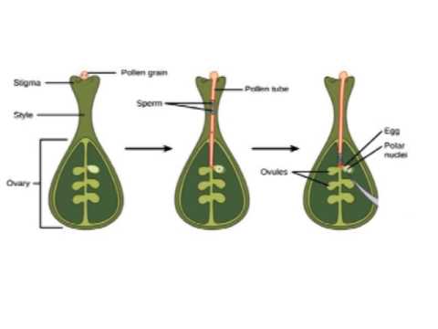 Seed Vascular Plants