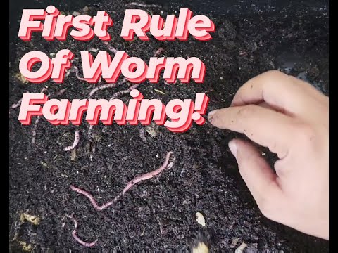 African Night Crawlers: 6 Weeks in, and They're already HUGE!