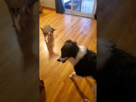 Fawzi Fox se vuelve territorial