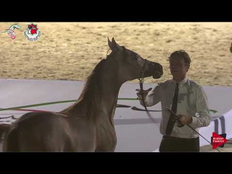 N 89 BINT D KHATTAF   Emirates AHBC