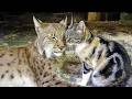 Different Size And Species Can T Stop These Cats From Being Best Friends