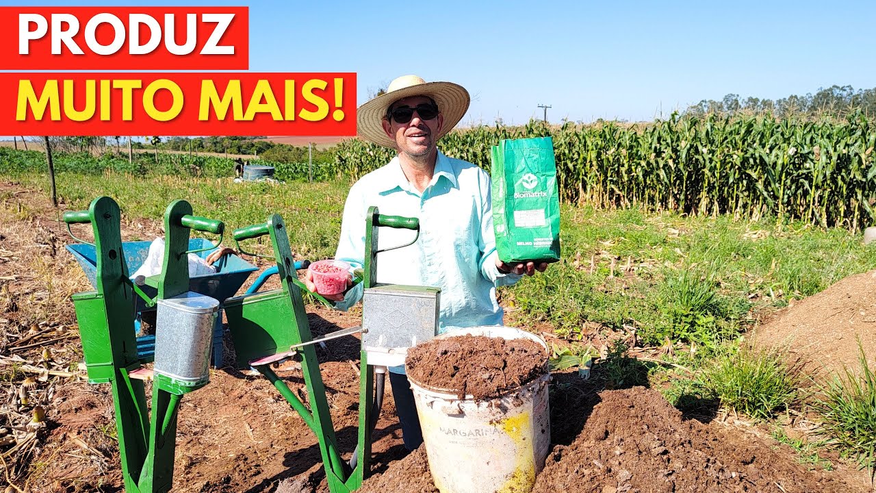 PLANTIO de MILHO 3066 de Forma Diferente que Produz MUITO MAIS! Regra dos 15.