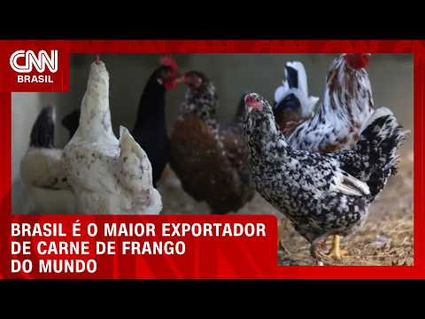 Brasil é o maior exportador de carne de frango do mundo | CNN AGRO NEWS