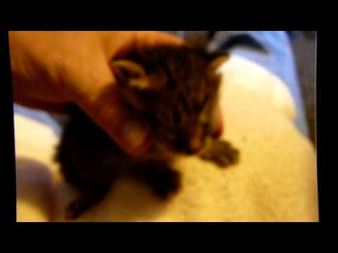 03 Kittens eyes stuck shut. See comments to see how they were treated!
