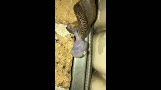 Leopard Slugs mating - Melbourne, Australia 2022
