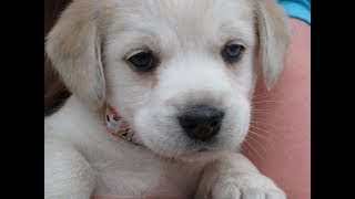 Scary Little Demon possessed Dog