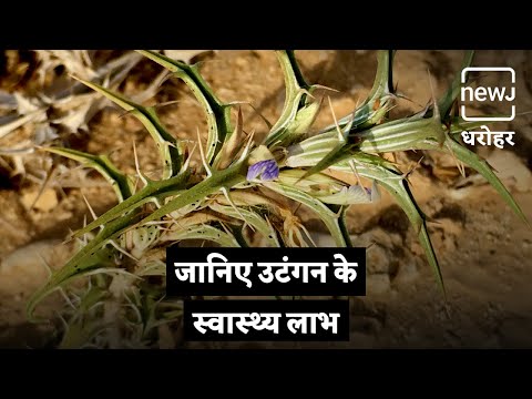 Utangan Extract powder