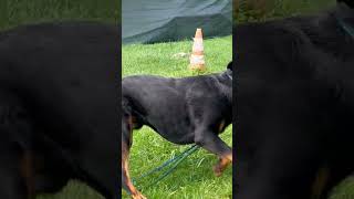 Video preview image #1 Rottweiler Puppy For Sale in Mooresville, NC, USA