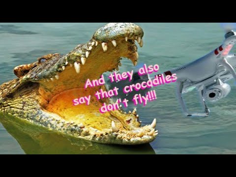 ✔ And they also say that crocodiles don't fly!!!