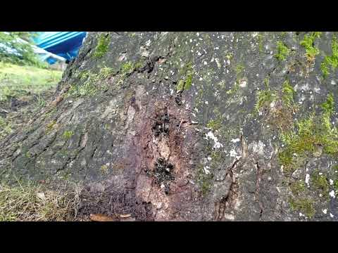 Bald-Faced Hornets Going After Tree Sap in Brielle, NJ