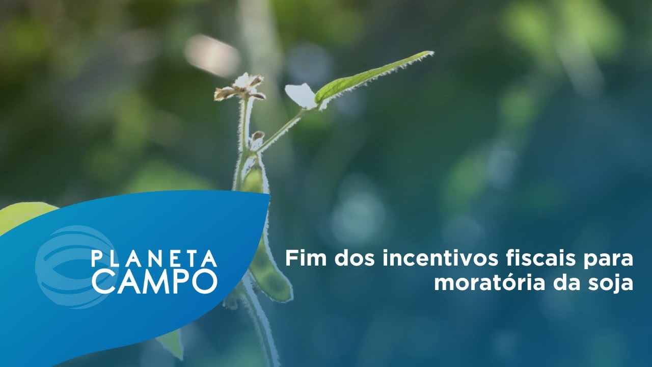 Fim dos incentivos fiscais para moratória da soja gera impacto no agronegócio do MT