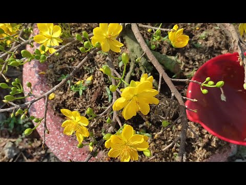 Watering the roots one last time of the year helps the tree recover well after Tet | Net Viet #282