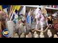 Peter Rabbit The Rooster