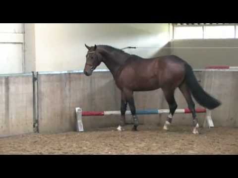 Young stallion by Diarado