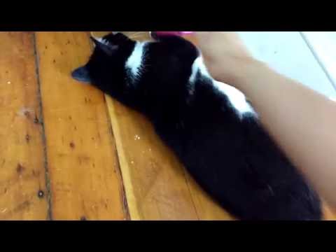 Julie Enjoys a Good Brushing